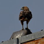 Hawk3.jpg