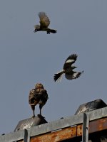 Hawk.jpg