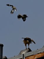 Hawk4.jpg