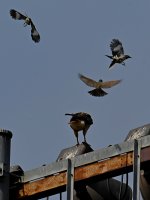 Hawk5.jpg