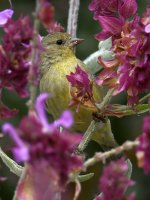 Goldfinch.jpg