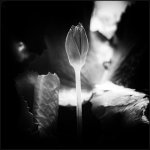 flopwer-frame2-1.jpg