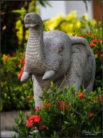 elephant-1.jpg
