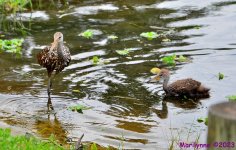 DSC_0731_001.JPG