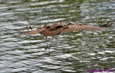 DSC_0740_001.JPG