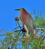 DSC_2207_001.JPG