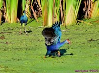 DSC_2275_001.JPG