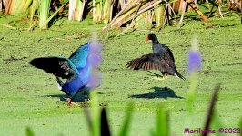 DSC_2280_001.JPG