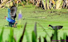 DSC_2282_001.JPG