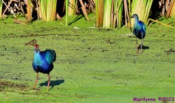 DSC_2283_001.JPG