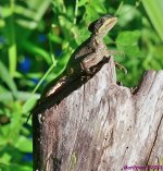 DSC_2320_001.JPG
