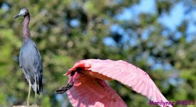 DSC_2419_001.JPG