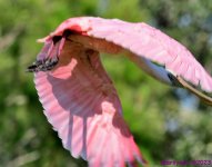 DSC_2421_001.JPG