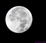 DSC_2442_001.JPG
