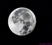 DSC_2446_001.JPG