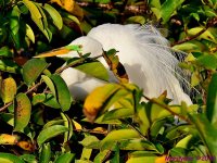 DSC_2507_001.JPG