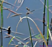 DSC_2514_001.JPG