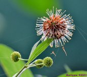 DSC_2548_001.JPG