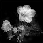 flower-frame2-1-4.jpg