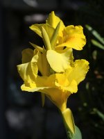 Ginger_2023_07_05.jpg
