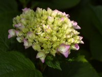 Hydrangia_2023_07_05.jpg