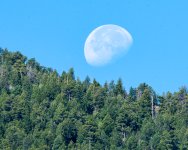 TreesMoonset-700.jpg