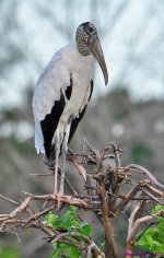 DSC_2555_001.JPG