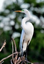 DSC_2561_001.JPG