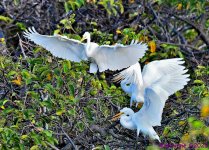DSC_2586_001.JPG