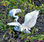 DSC_2587_001.JPG