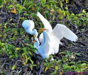 DSC_2598_001.JPG