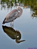 DSC_2647_stitch5_001.JPG