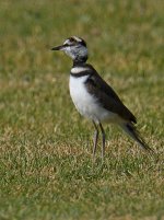 Killdeer3.jpg