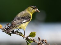 Goldfinch2.jpg