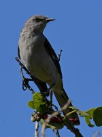 Mockingbird.jpg