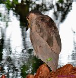 DSC_2731_001.JPG