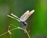 DSC_2764_001.JPG