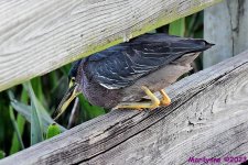 DSC_2769_001.JPG