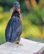 DSC_2770_001.JPG