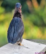 DSC_2771_001.JPG