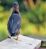 DSC_2773_001.JPG