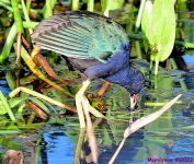 DSC_2805_001.JPG