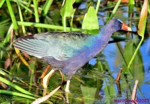 DSC_2818_001.JPG