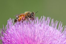 BeePurpleFlower-700.jpg