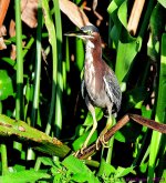 DSC_2836_001.JPG
