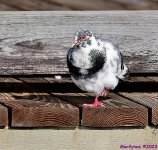 DSC_2910_001.JPG