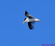 DSC_2985_001.JPG
