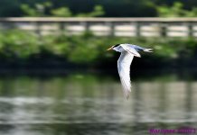 DSC_3017_001.JPG