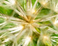 MacroAbstract-700.jpg