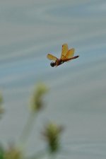 SNY00074_LShN_cr.jpg